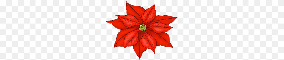 Single Poinsettia, Leaf, Plant, Flower, Animal Free Transparent Png