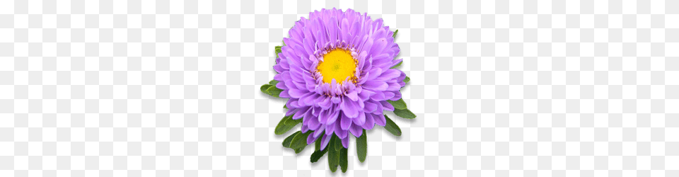 Single Purple Aster, Dahlia, Daisy, Flower, Plant Png
