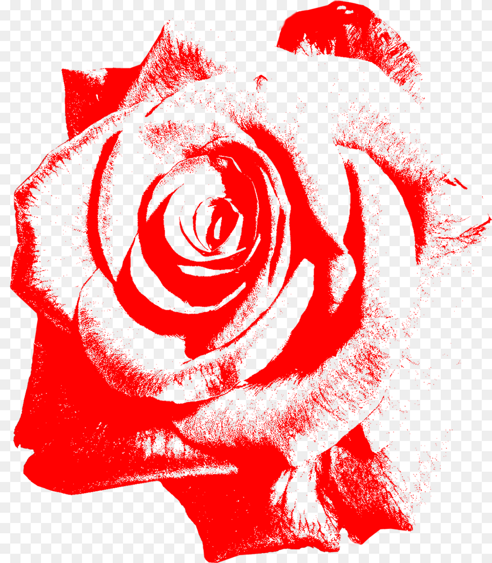 Single Red Rose, Flower, Plant, Person, Face Free Png