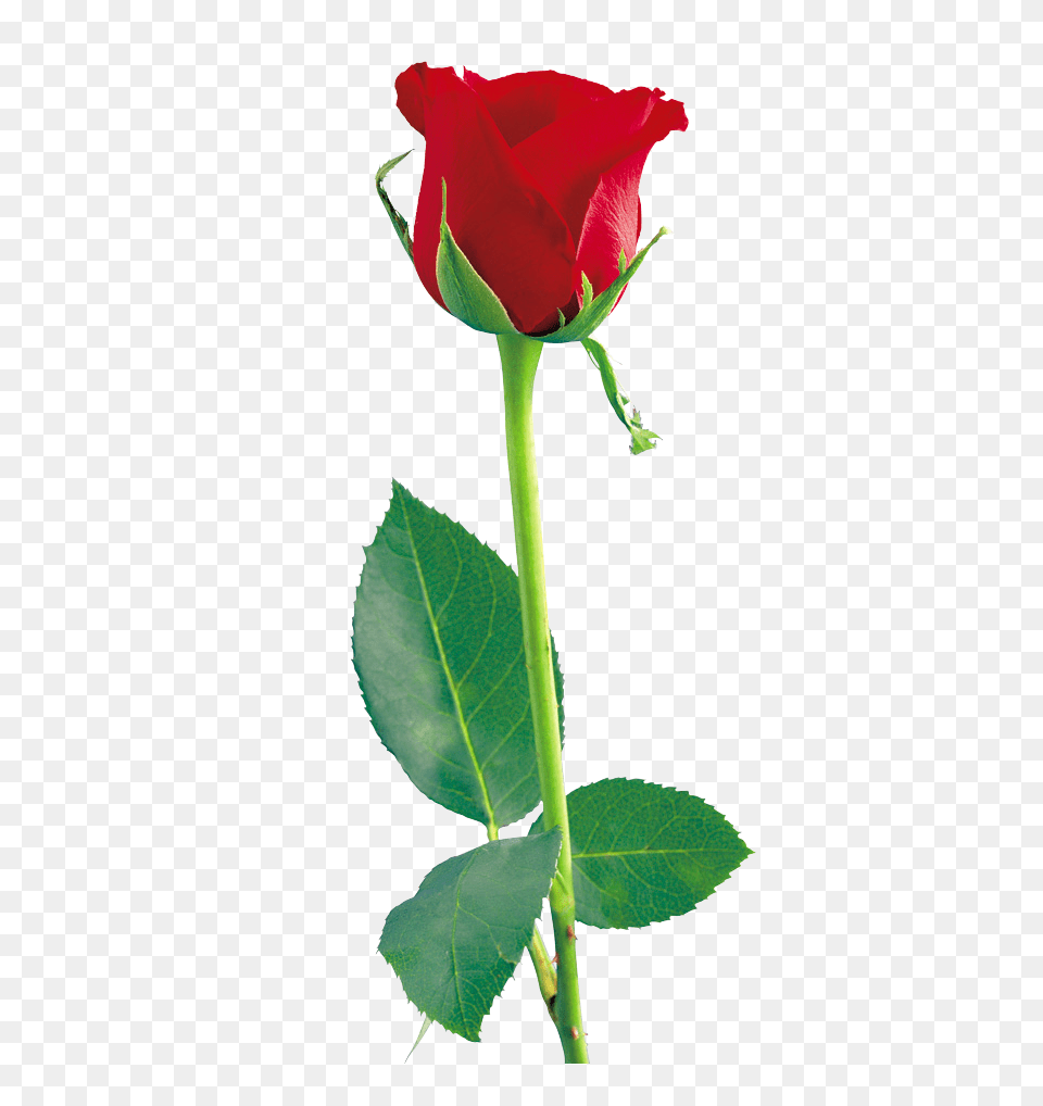 Single Red Rose, Flower, Plant Free Png Download