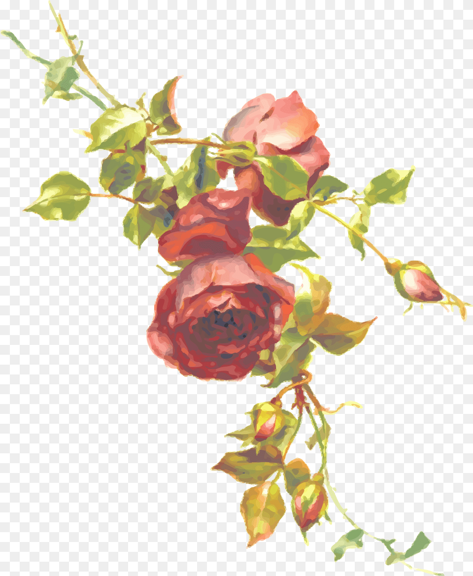 Single Red Rose Clipart Vintage Roses, Plant, Flower, Flower Arrangement, Bird Png Image