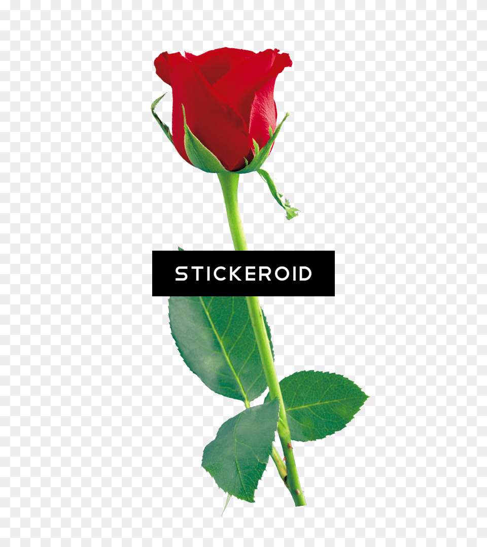 Single Red Rose Flowers Rose Flower Plant Free Png Download