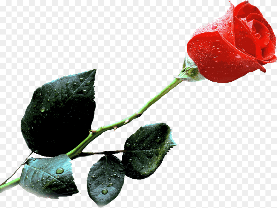 Single Red Rose Gif, Flower, Plant, Petal Free Png Download