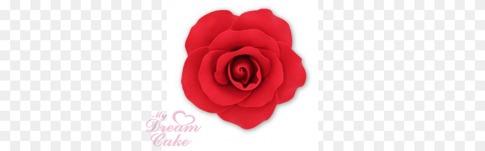 Single Red Rose Large, Flower, Petal, Plant Free Png Download