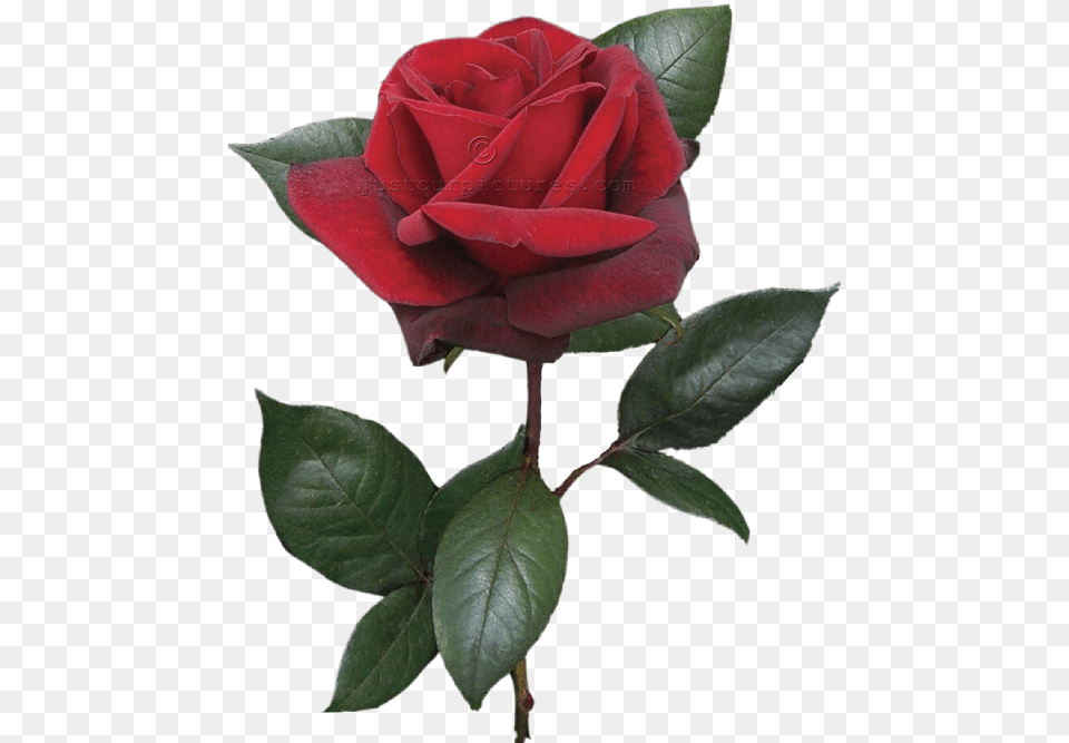 Single Red Rose On Stem Single Red Rose Bud, Flower, Plant Free Png
