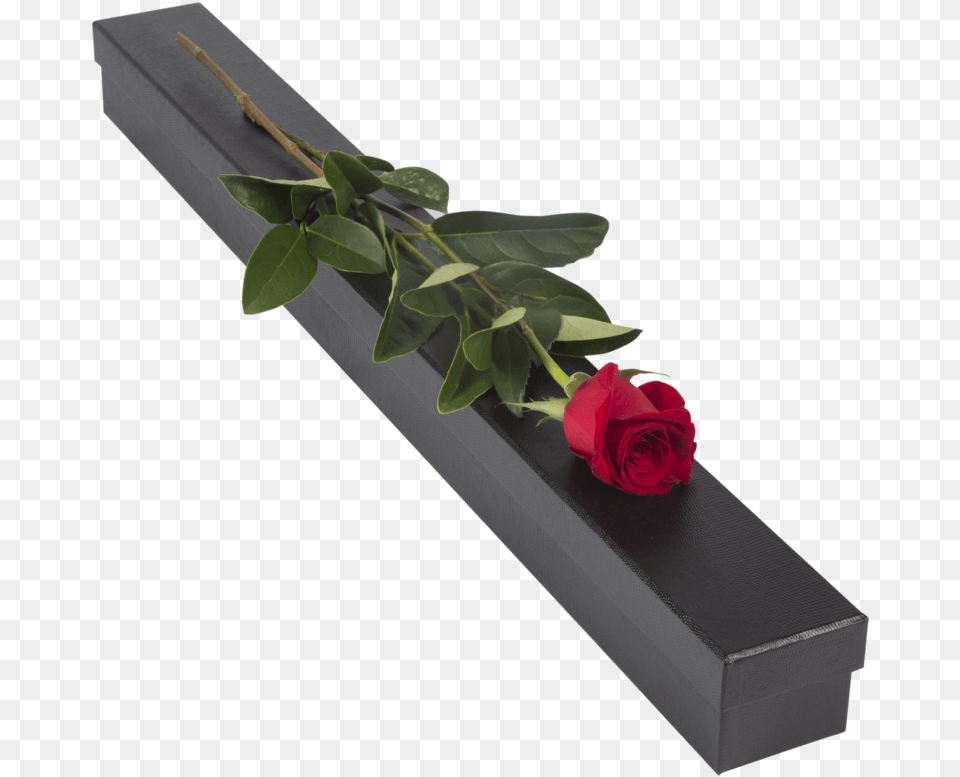 Single Red Rose Presentation Box Garden Roses, Flower, Flower Arrangement, Plant Png