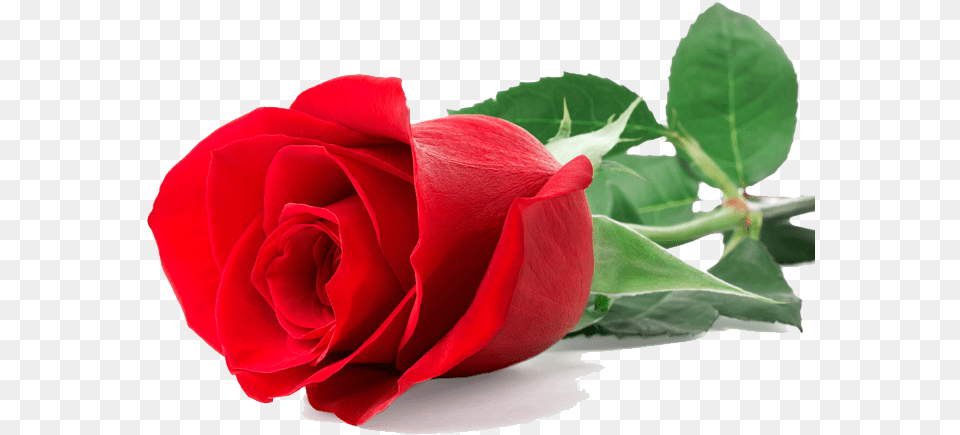 Single Red Rose Single Red Rose, Flower, Plant Free Png