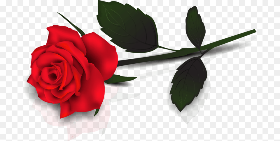 Single Red Rose Transparent, Flower, Plant, Adult, Female Free Png