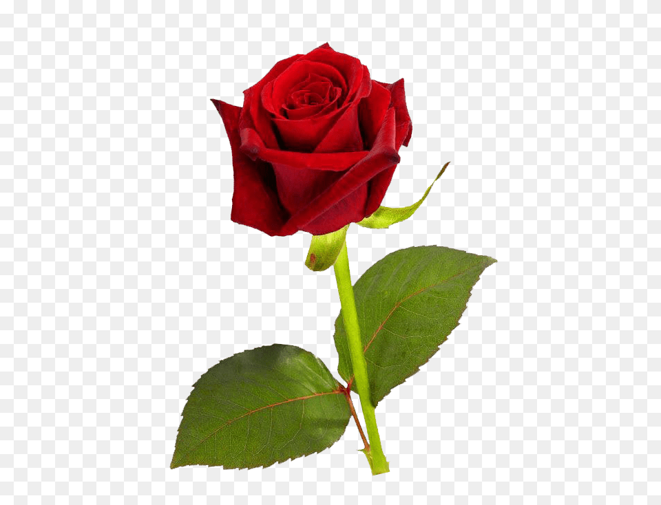 Single Red Rose Transparent Background, Flower, Plant Png