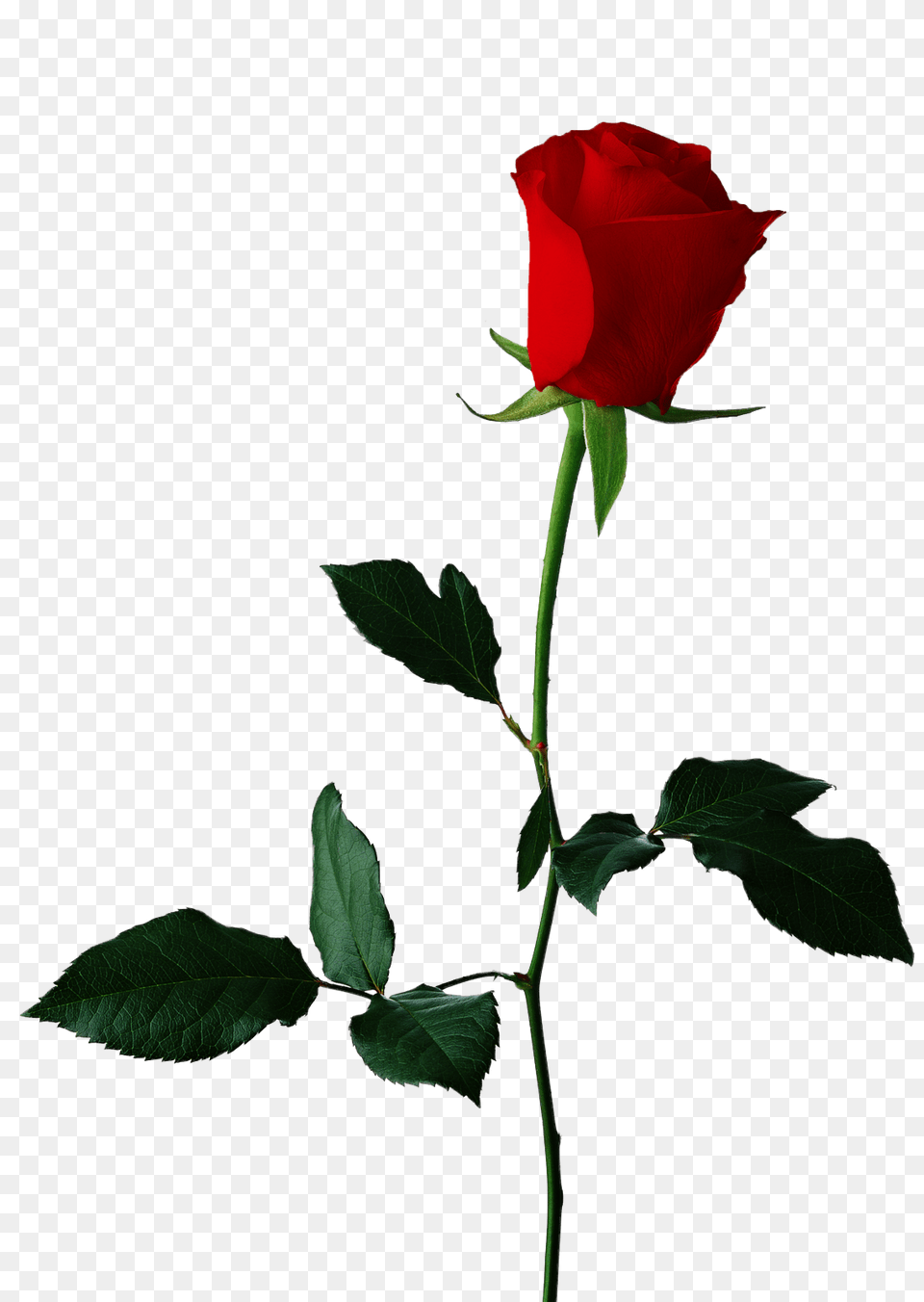 Single Red Rose Background, Flower, Plant, Leaf Free Transparent Png