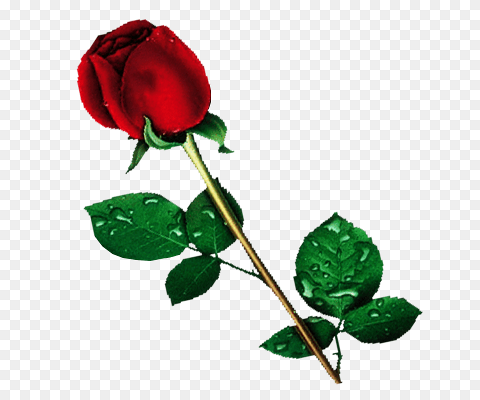 Single Red Rose Transparent Background Flower, Plant, Leaf Free Png