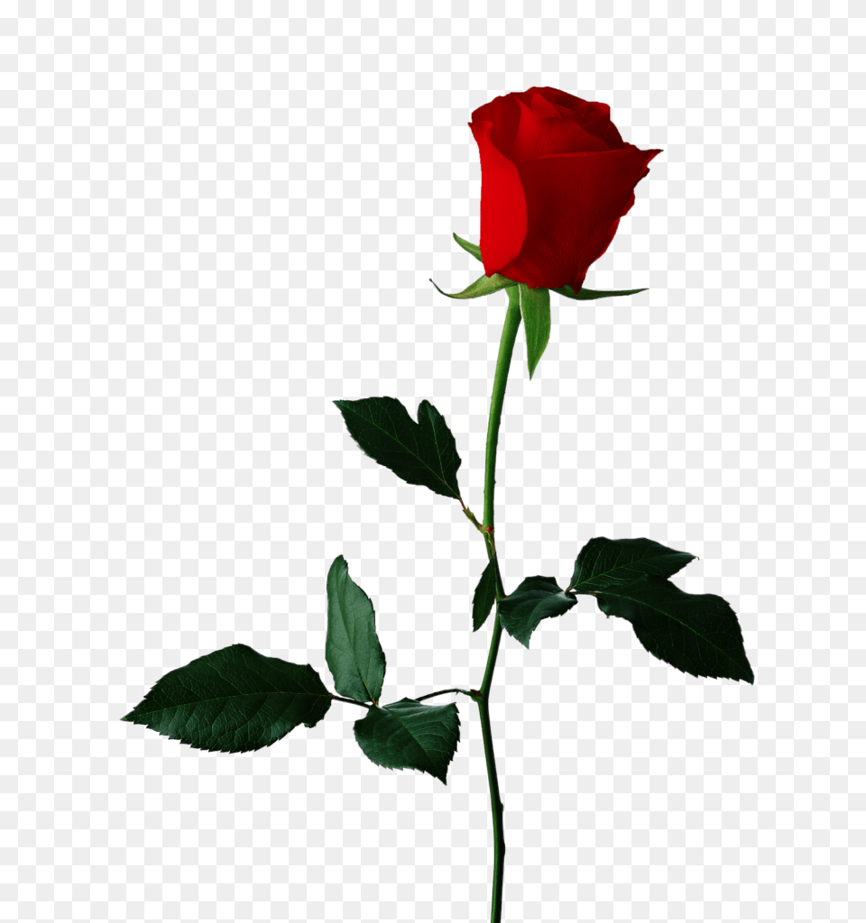 Single Red Rose Transparent Background Vector Clipart, Flower, Plant Free Png Download