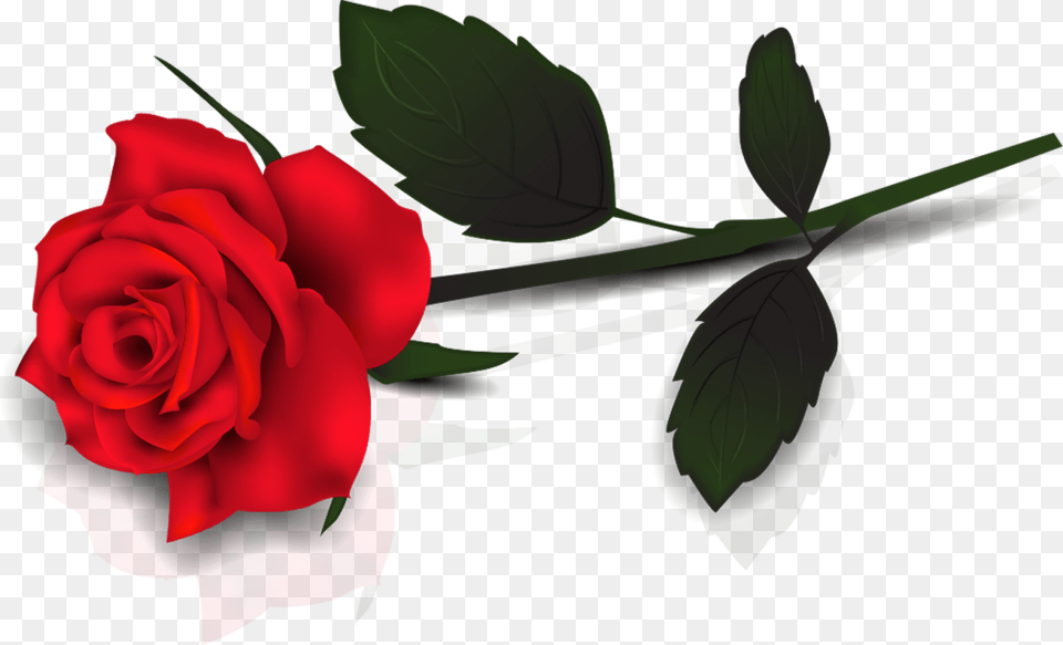 Single Red Rose Transparent For Designing Transparent Background Single Rose, Flower, Plant Free Png Download