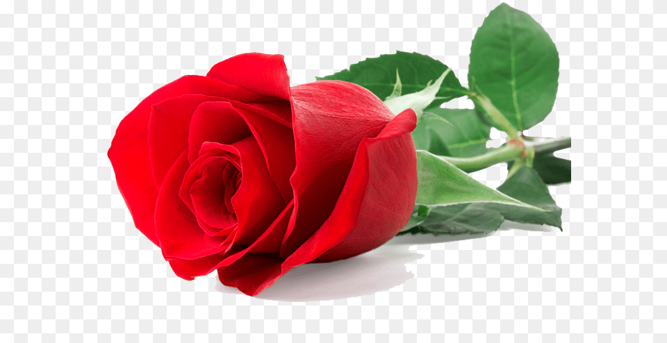 Single Red Rose Vector Clipart, Flower, Plant Free Transparent Png