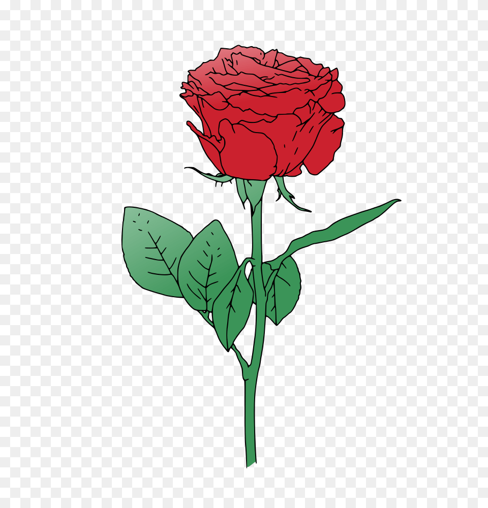 Single Red Rose Vector Clipart Cartoons Illustrations, Flower, Plant, Carnation Free Png