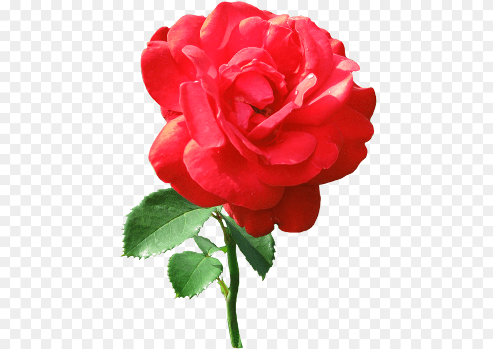 Single Red Rose With Dew Drops Transparent Single Red Rose, Flower, Plant Free Png Download