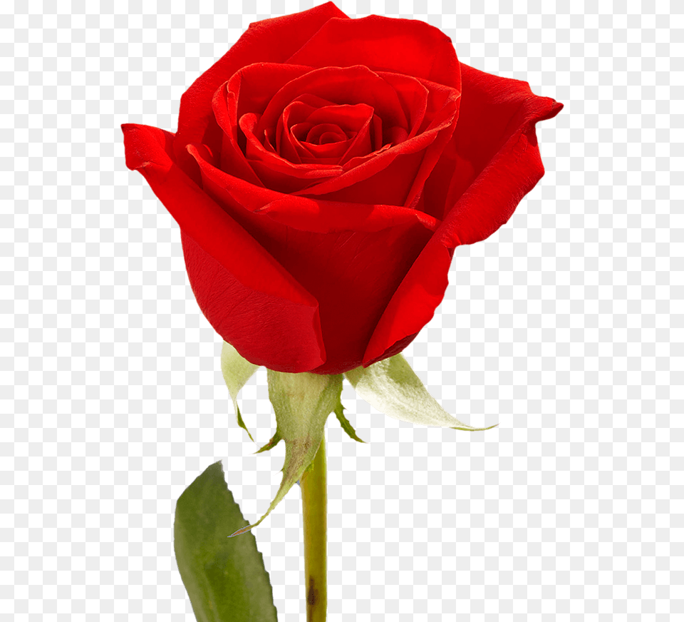 Single Red Rose With Greenery Motherquots Day Arrangements Best Red Rose Flower, Plant Free Png Download