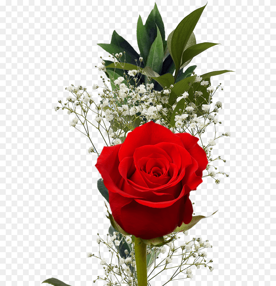 Single Red Rose With Greenery Valentine S Day Arrangements Rose, Flower, Flower Arrangement, Flower Bouquet, Plant Png Image