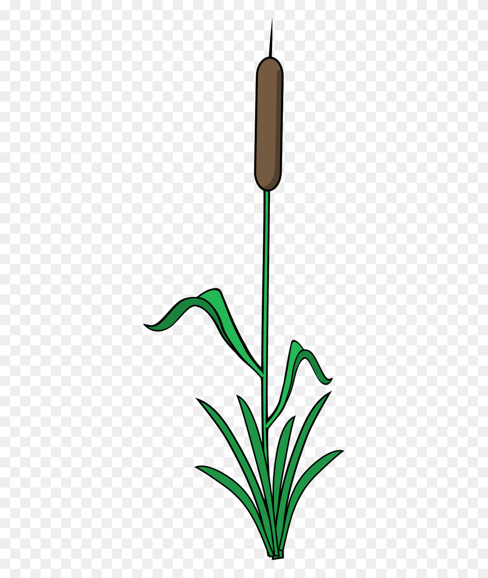Single Reed, Green, Plant, Grass, Flower Free Transparent Png