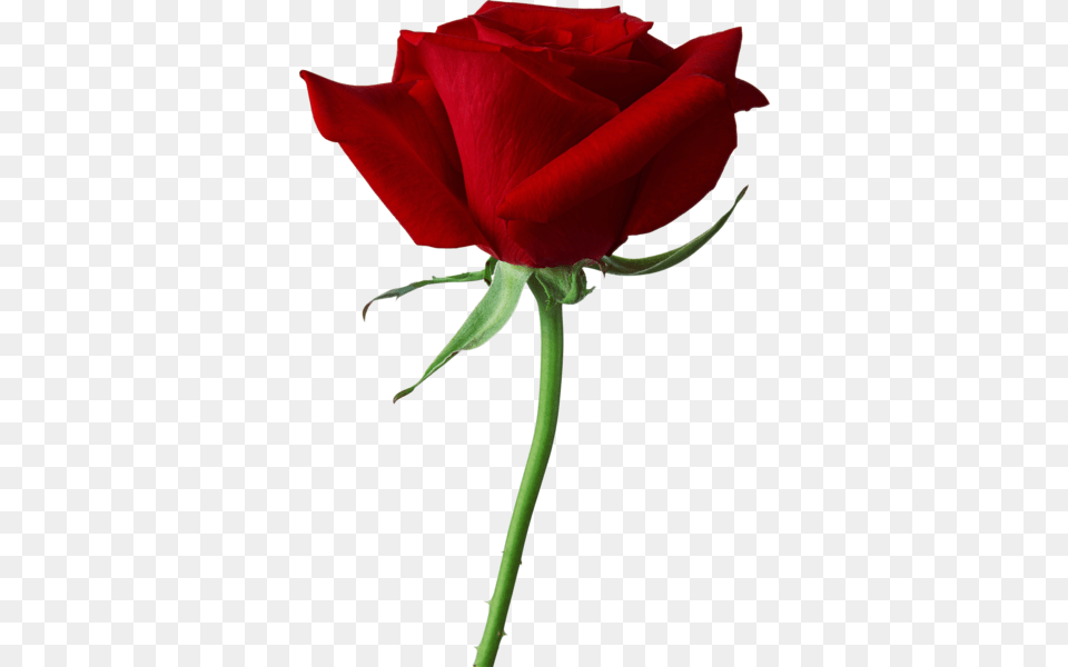 Single Rose, Flower, Plant, Petal Free Png Download