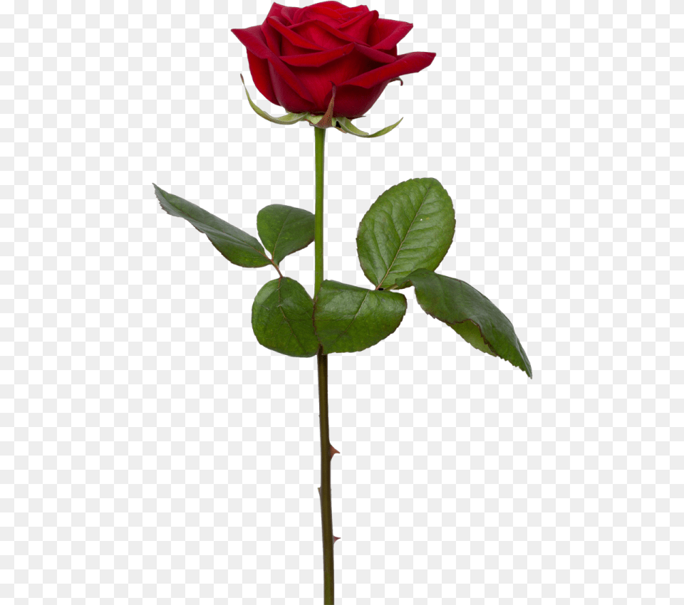 Single Rose, Flower, Plant Free Png