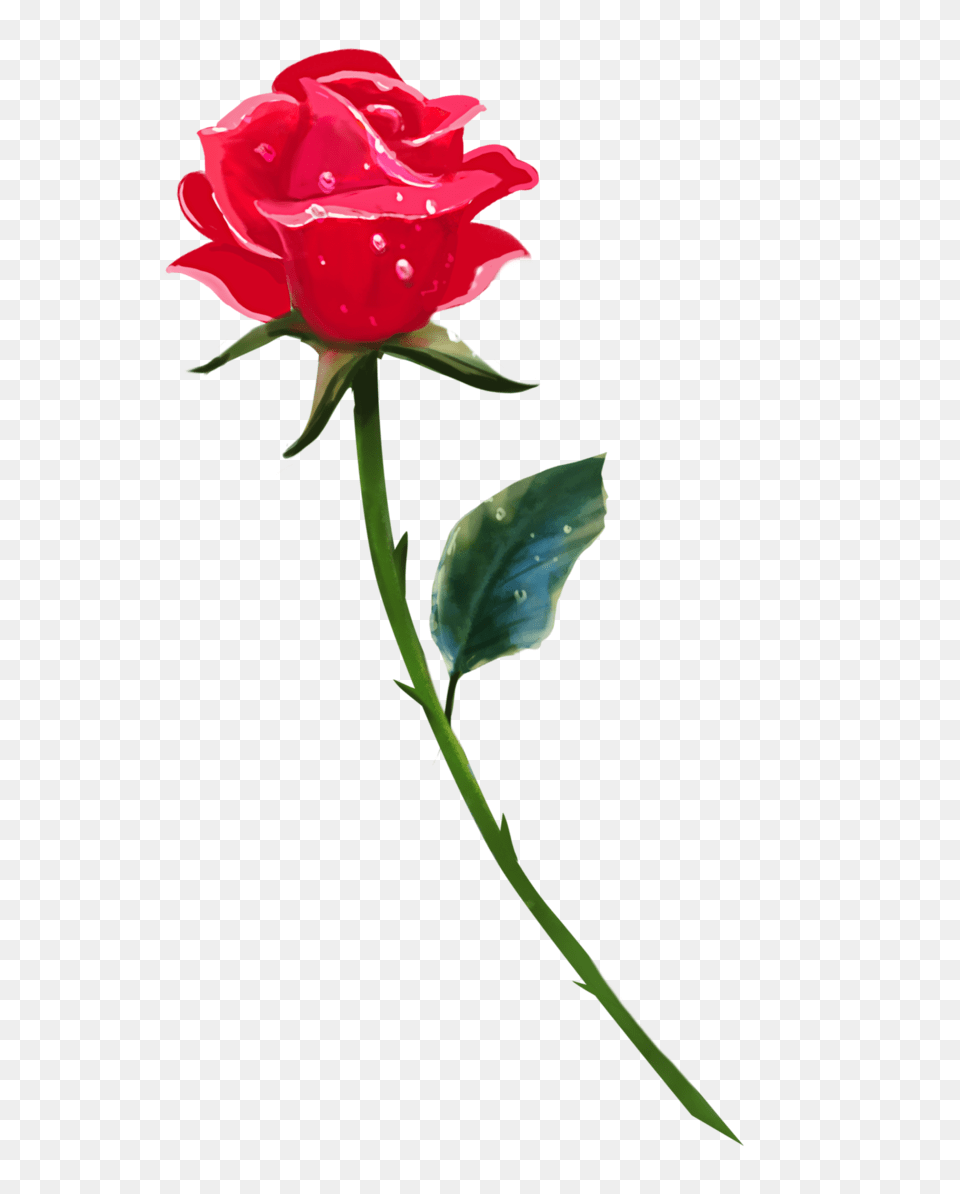 Single Rose Background Arts, Flower, Plant, Petal Free Transparent Png