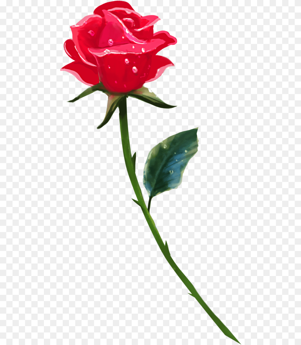 Single Rose Background Image Single Rose Flower, Plant, Petal Free Png