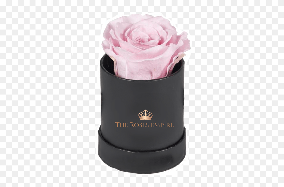 Single Rose Box, Flower, Plant, Petal Free Png Download
