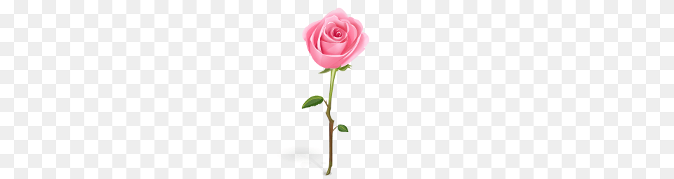 Single Rose Clip Art, Flower, Plant Free Png Download