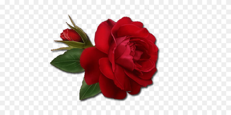 Single Rose Clipart, Flower, Plant Png