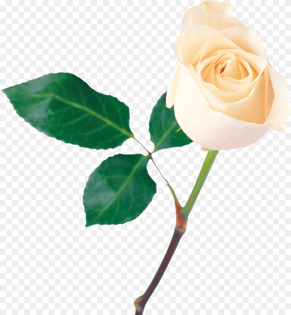 Single Rose Download Image Arts, Flower, Plant, Leaf Free Png