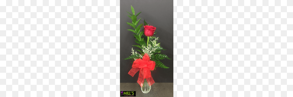 Single Rose In A Bud Vase, Plant, Flower, Flower Arrangement, Flower Bouquet Png Image