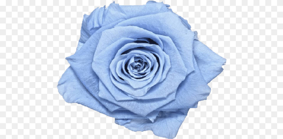 Single Rose Marble Boxclass Lazyload Lazyload Fade Blue Rose, Flower, Plant, Petal Png