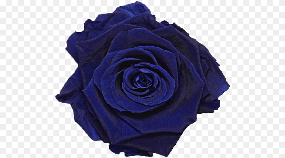 Single Rose Marble Boxclass Lazyload Lazyload Fade Royal Blue Single Rose, Flower, Plant Free Png Download