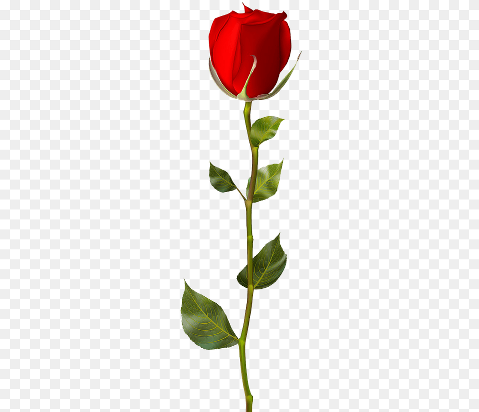 Single Rose No Background, Flower, Plant Free Png