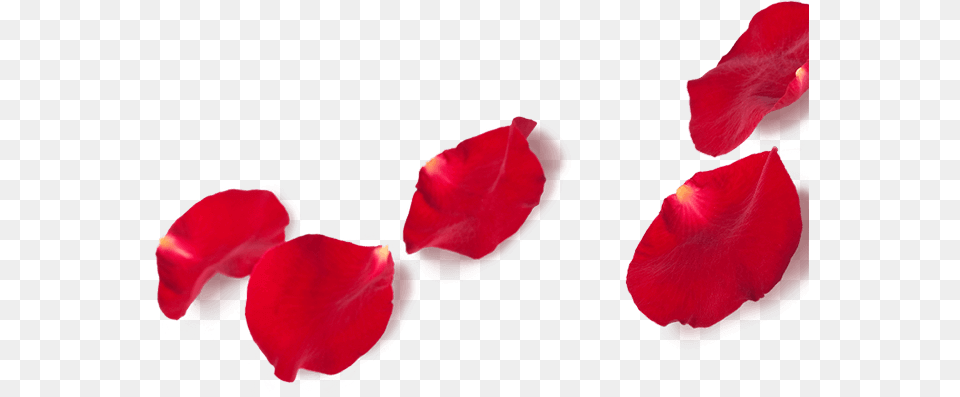 Single Rose Petal Rose Petalspng, Flower, Plant Free Transparent Png