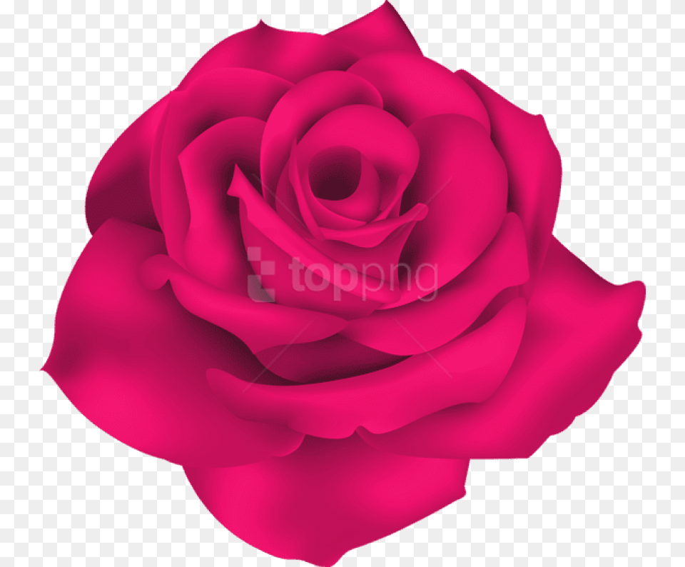 Single Rose Petals, Flower, Petal, Plant Png