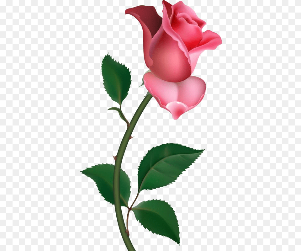 Single Rose Pic Arts, Flower, Plant Free Transparent Png