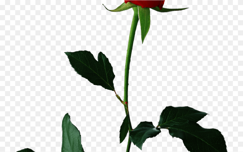 Single Rose Rose With Background, Flower, Leaf, Plant Free Transparent Png