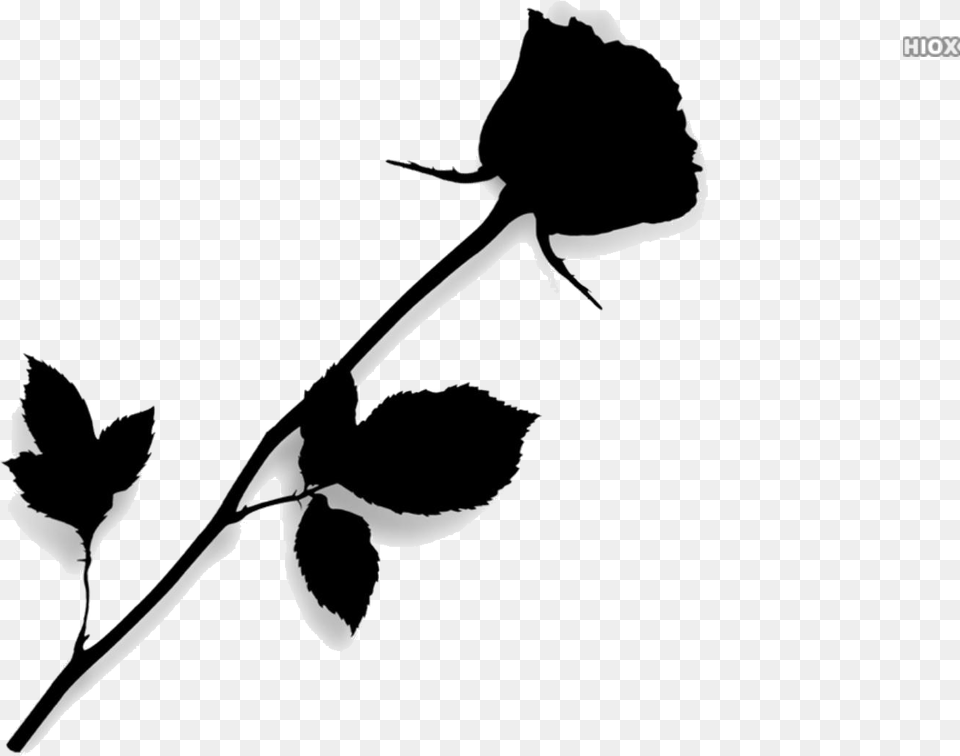 Single Rose Vector Transparent Images Transparent Long Stem Red Rose, Silhouette, Stencil, Flower, Plant Png Image