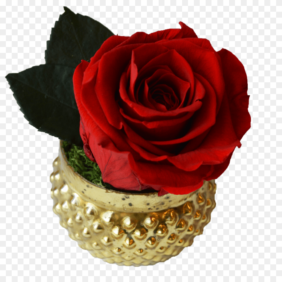 Single Rose Votive Single Rose, Flower, Flower Arrangement, Flower Bouquet, Plant Png Image