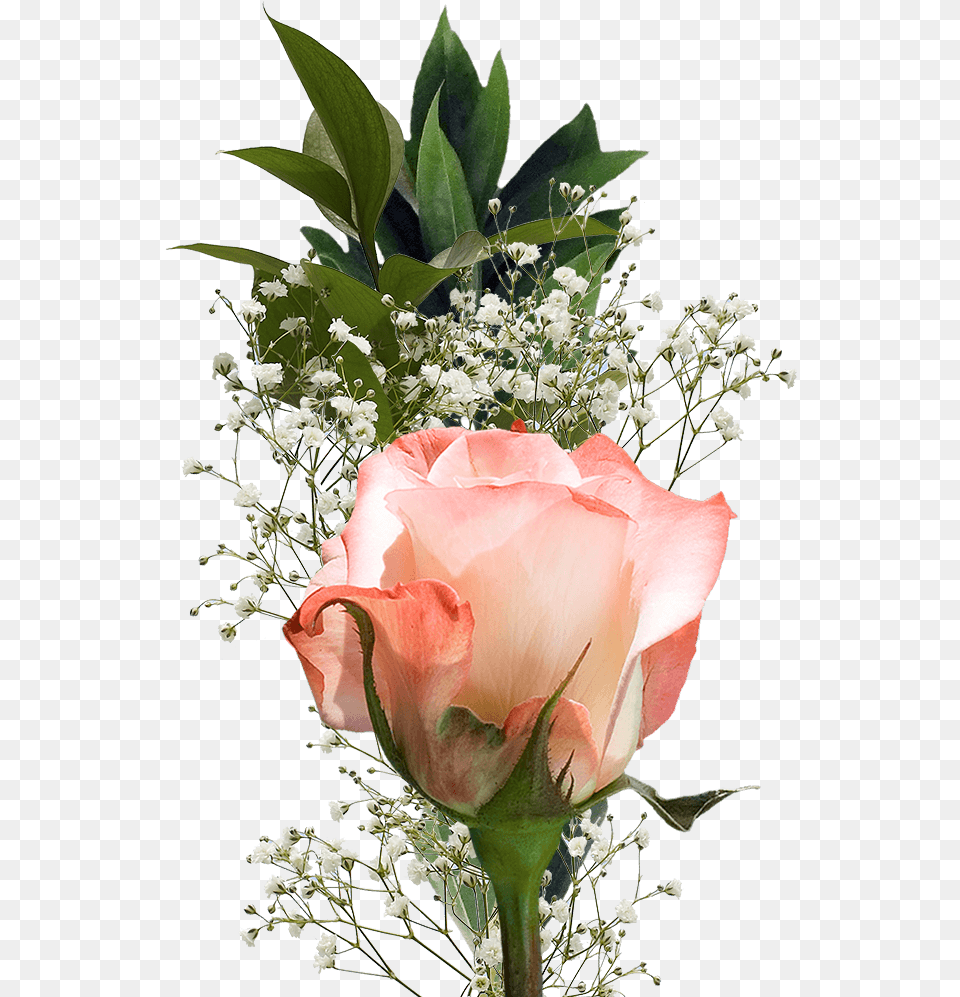 Single Roses Bouquets For Valentine S Day Flower Fundraisers Single Flower, Flower Arrangement, Flower Bouquet, Plant, Rose Free Png