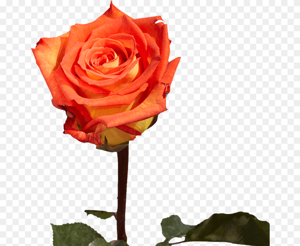 Single Roses For Valentine S Day Gifts Floribunda, Flower, Plant, Rose Free Png
