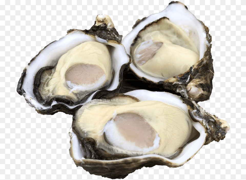 Single Seed Oysters Tiostrea Chilensis, Animal, Seafood, Sea Life, Food Free Transparent Png
