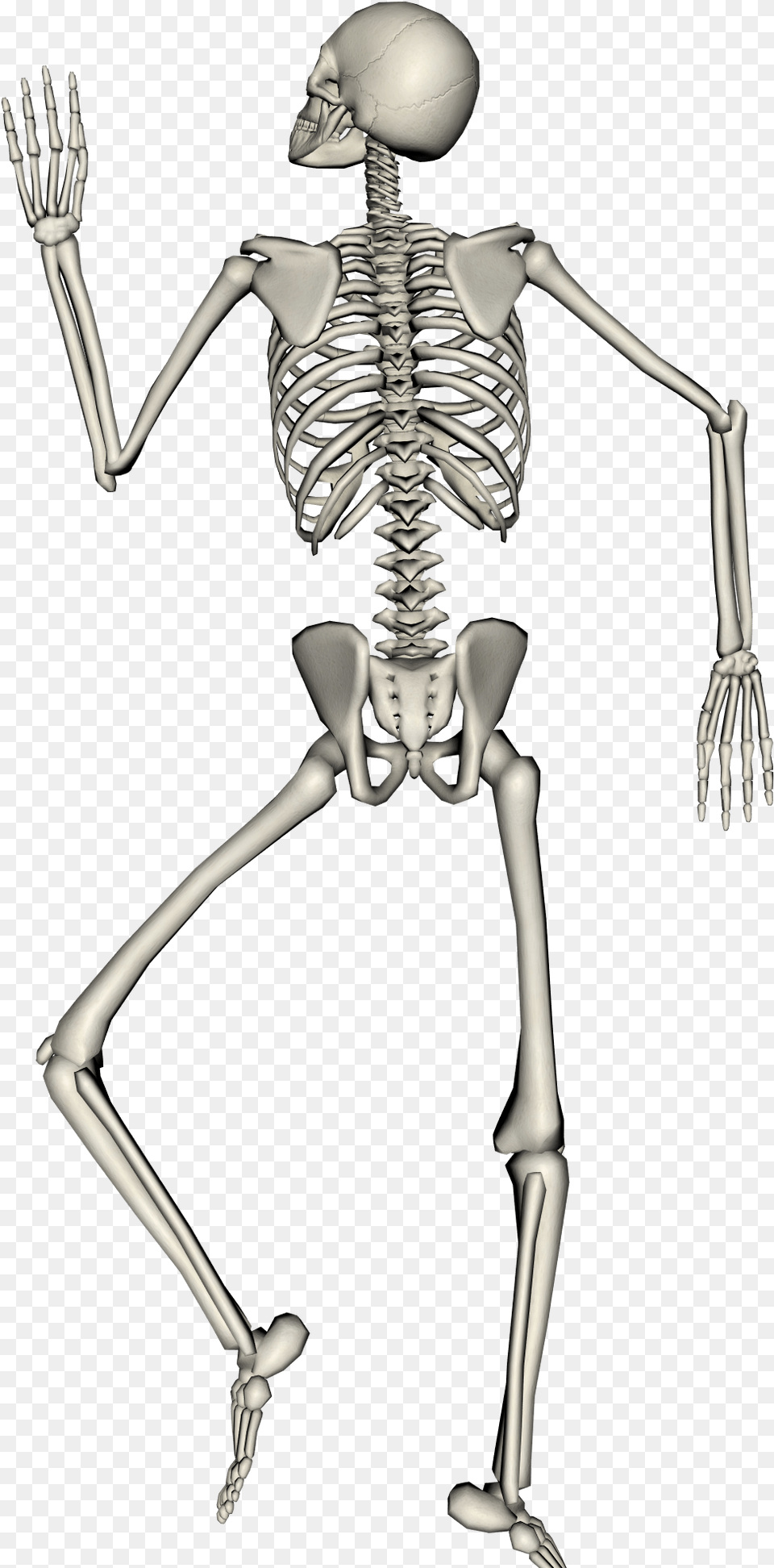 Single Skeleton Top Down View, Person Free Png