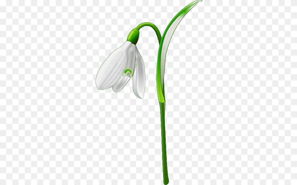 Single Snowdrop, Amaryllidaceae, Flower, Plant, Petal Free Transparent Png