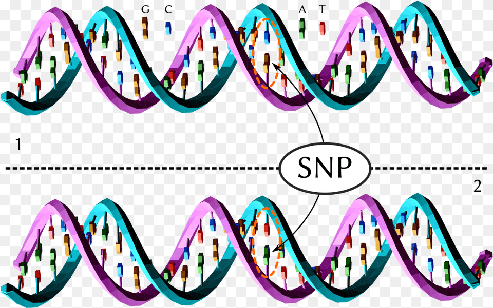 Single Snp Genetica, Art, Graphics, Bow, Weapon Free Png Download