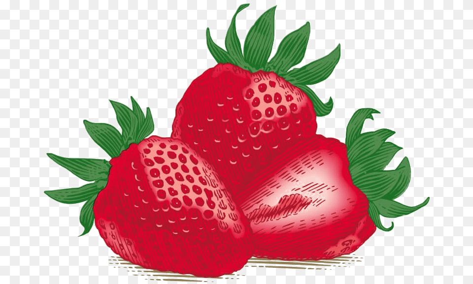 Single Strawberry Download Burt39s Bees Inc, Berry, Food, Fruit, Plant Png