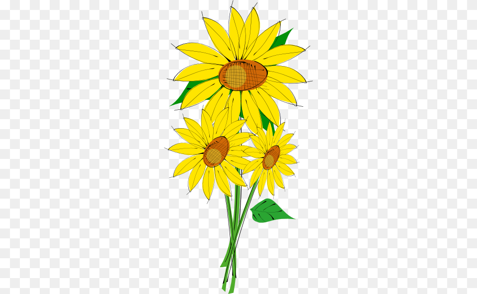 Single Sunflower, Daisy, Flower, Plant Free Png