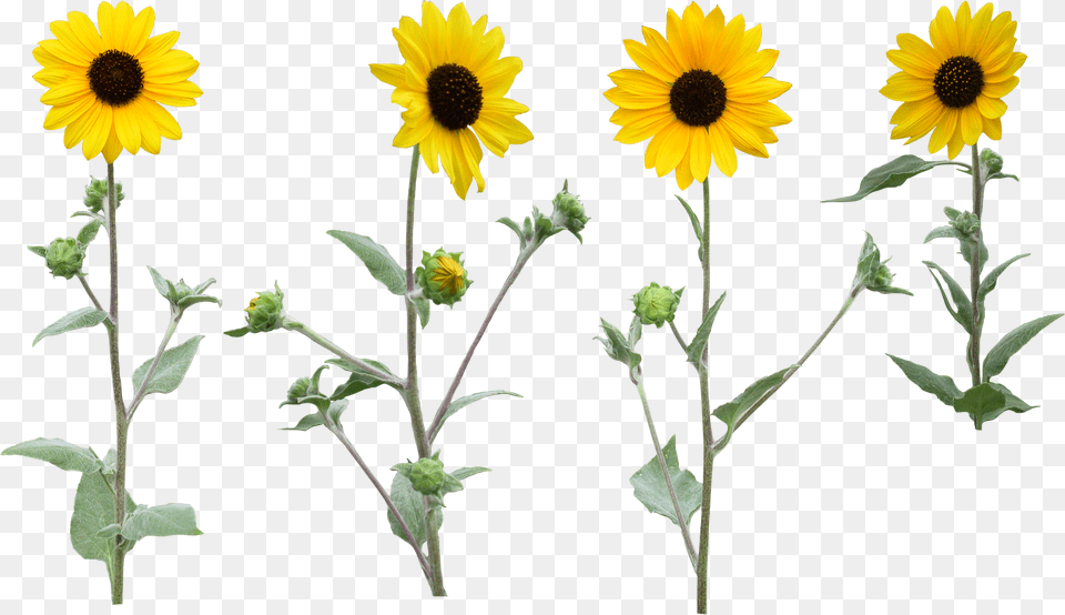 Single Sunflower Background Flower, Daisy, Plant Png Image
